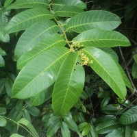 Anodendron parviflorum (Roxb.) I.M.Turner